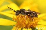 Wasp-bee (Nomada fuscicornis)