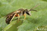 Heidebronsgroefbij (Halictus confusus)