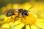 Kruiskruidzandbij (Andrena denticulata)