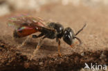 Kleine spitstandbloedbij (Sphecodes longulus)