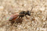 Kleine spitstandbloedbij (Sphecodes longulus)