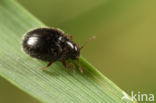 Simplocaria semistriata