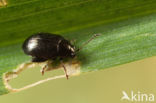 corn flea beetle (Chaetocnema concinna)