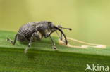 Curculio salicivorus