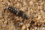 Thinodromus plagiatus