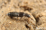 Thinodromus plagiatus