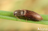 Agriotes sputator