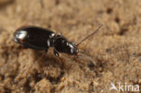 Bembidion guttula