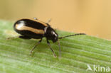 Phyllotreta undulata