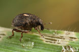 Rhinoncus pericarpius