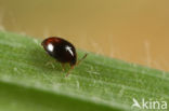 Corylophus cassidoides