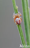 Sixspotted orb weaver (Araniella displicata)