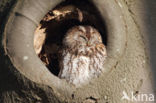 Tawny Owl (Strix aluco)