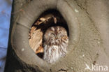 Tawny Owl (Strix aluco)