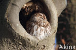 Tawny Owl (Strix aluco)