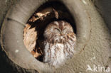 Tawny Owl (Strix aluco)