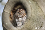 Tawny Owl (Strix aluco)