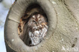 Tawny Owl (Strix aluco)