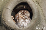 Tawny Owl (Strix aluco)