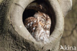 Tawny Owl (Strix aluco)