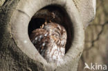 Tawny Owl (Strix aluco)