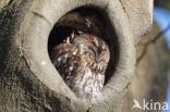 Tawny Owl (Strix aluco)