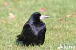 Roek (Corvus frugilegus)