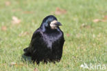 Roek (Corvus frugilegus)