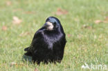 Roek (Corvus frugilegus)