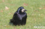 Roek (Corvus frugilegus)