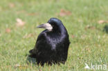 Roek (Corvus frugilegus)