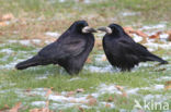 Roek (Corvus frugilegus)