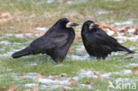 Roek (Corvus frugilegus)