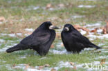 Roek (Corvus frugilegus)