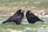 Roek (Corvus frugilegus)