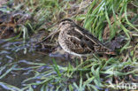 Common Snipe (Gallinago gallinago)