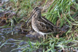 Common Snipe (Gallinago gallinago)