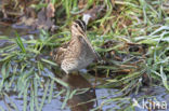 Common Snipe (Gallinago gallinago)