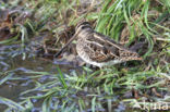 Common Snipe (Gallinago gallinago)