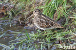 Common Snipe (Gallinago gallinago)