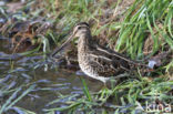 Watersnip (Gallinago gallinago)