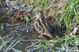 Watersnip (Gallinago gallinago)