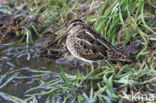 Watersnip (Gallinago gallinago)