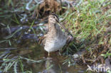 Watersnip (Gallinago gallinago)