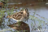 Common Snipe (Gallinago gallinago)