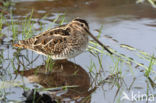 Common Snipe (Gallinago gallinago)