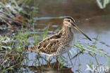 Common Snipe (Gallinago gallinago)