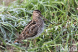 Watersnip (Gallinago gallinago)