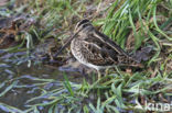 Watersnip (Gallinago gallinago)