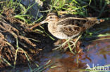 Common Snipe (Gallinago gallinago)